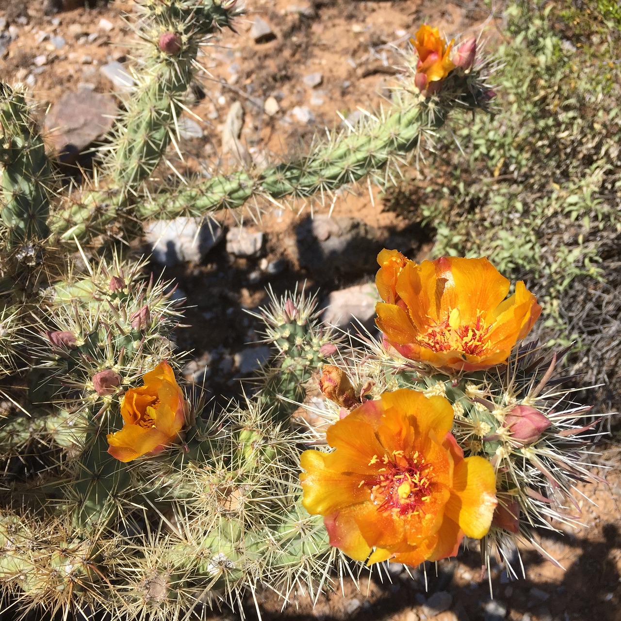 cactus flowers arizona free photo