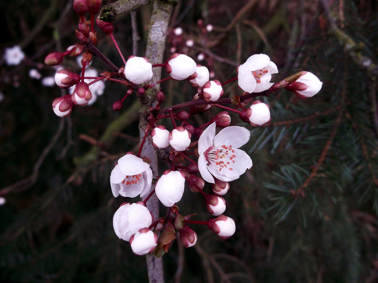 japanese cherry blossom pink spring free photo