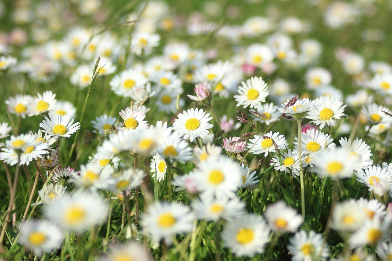 flowers grass summer free photo