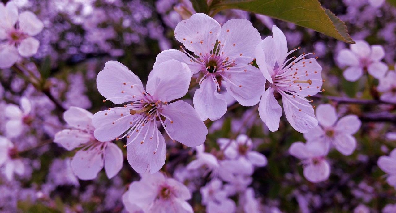 flowers spring blooms free photo