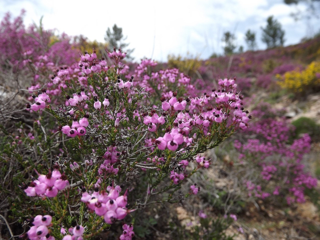 flowers field purple free photo