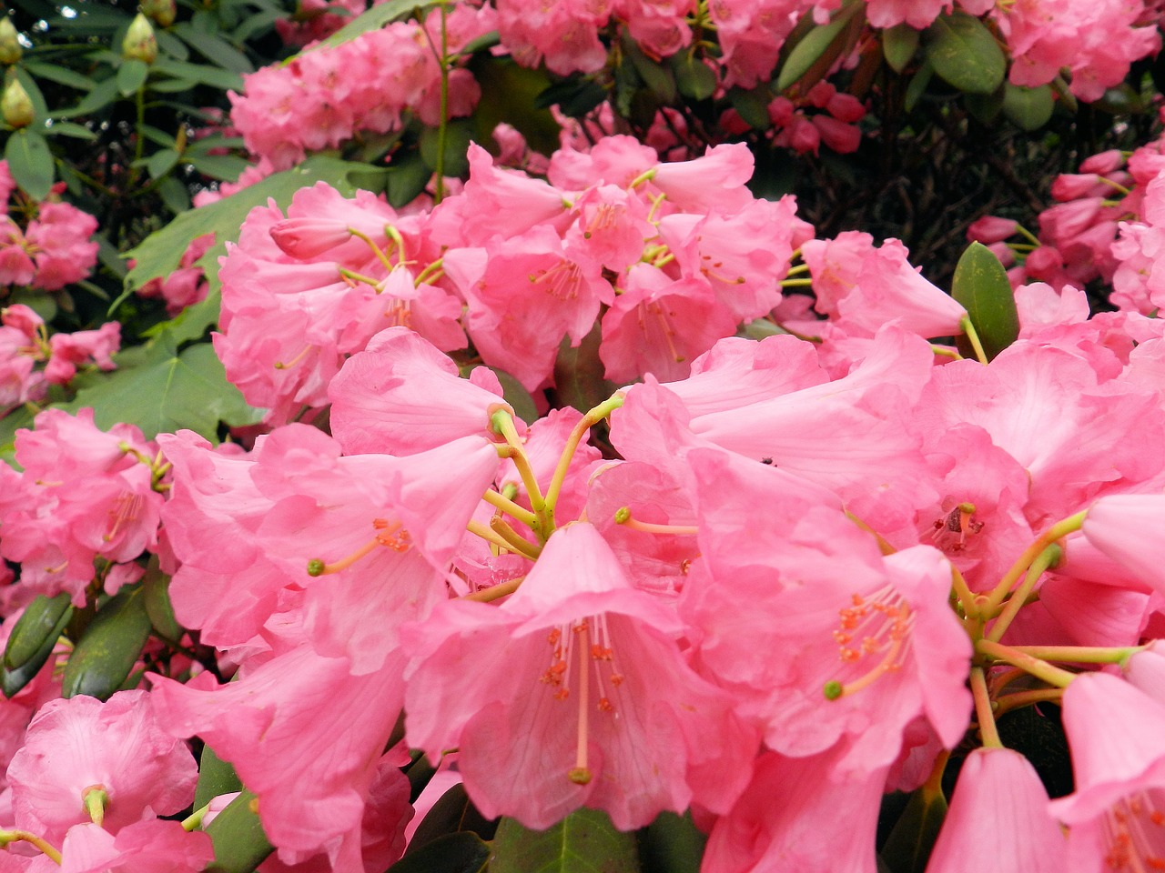 flowers rhododendron blossom free photo