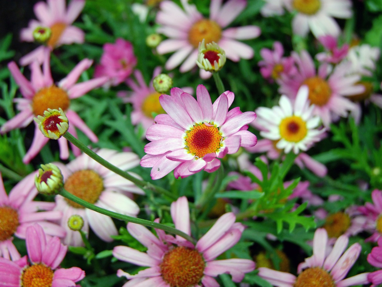 flowers pink daisy nature free photo