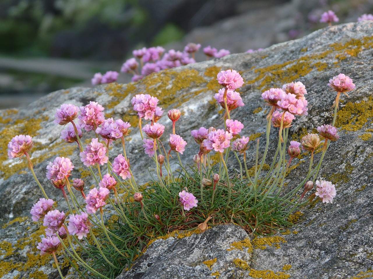 flowers pink nature free photo