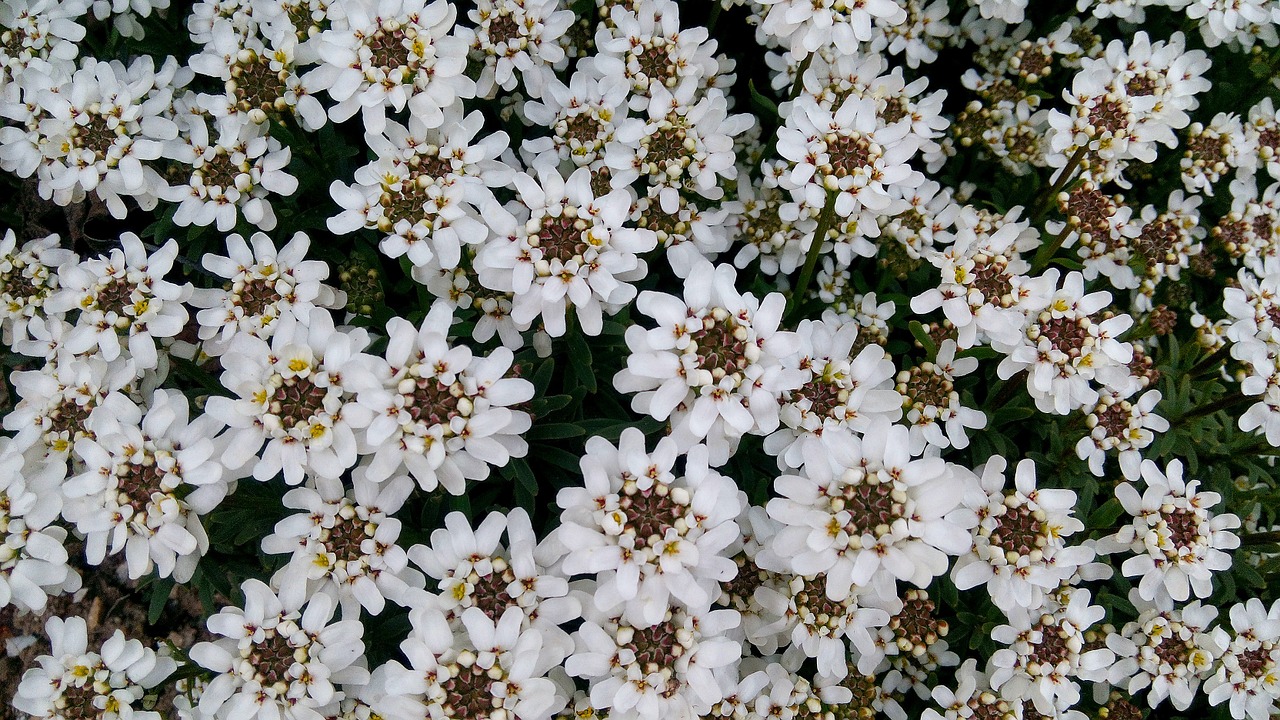 flowers white garden free photo