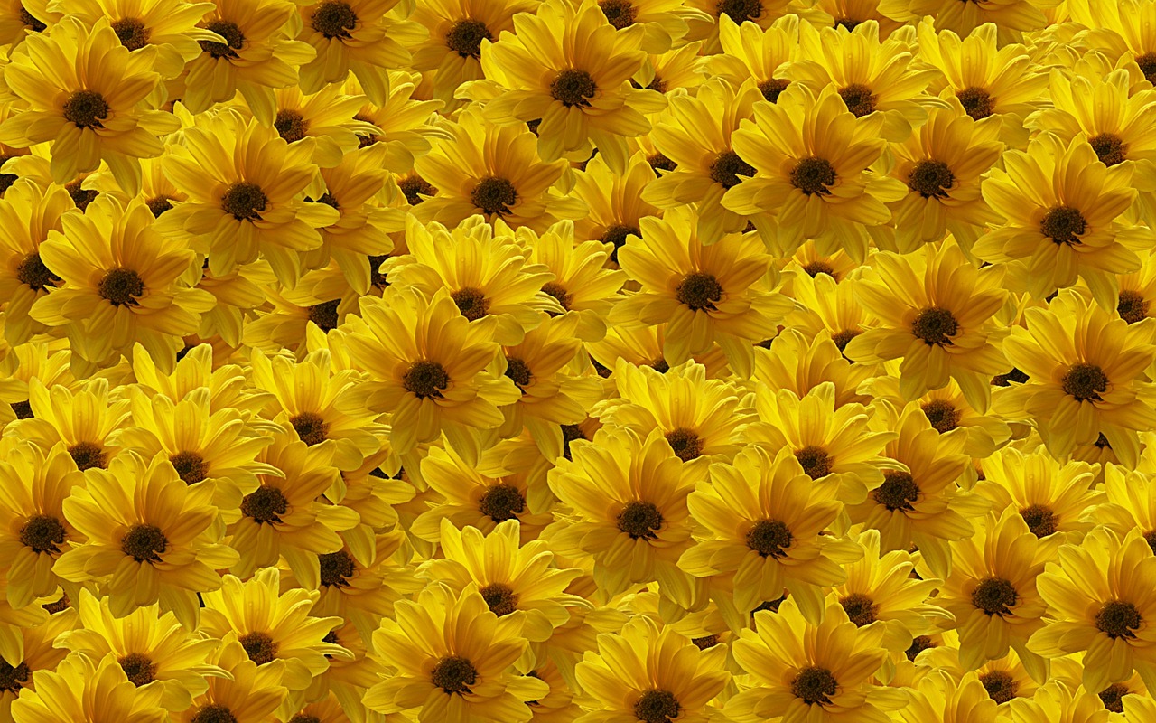 flowers yellow nature free photo