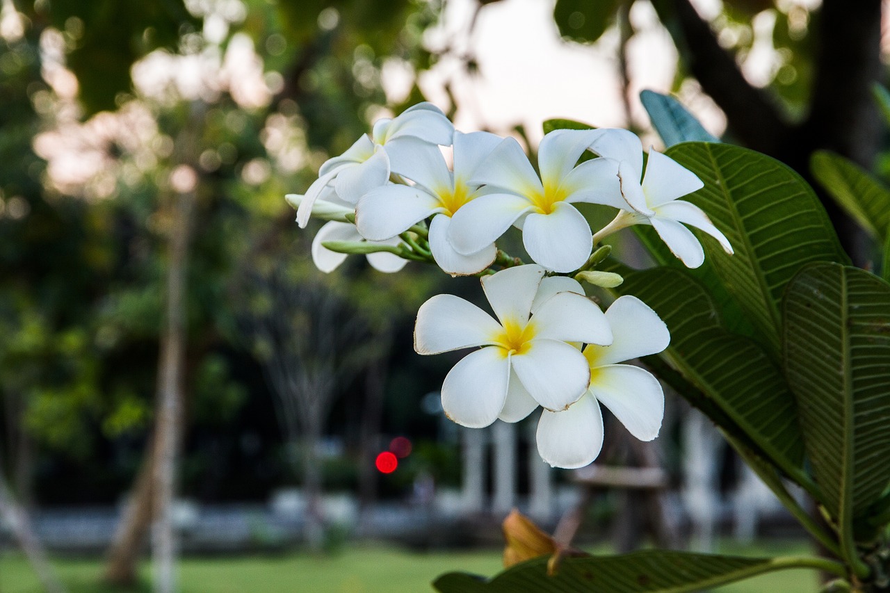 flowers white frangipani free photo