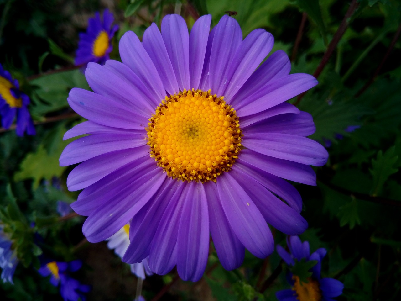 flowers margaritas violet free photo
