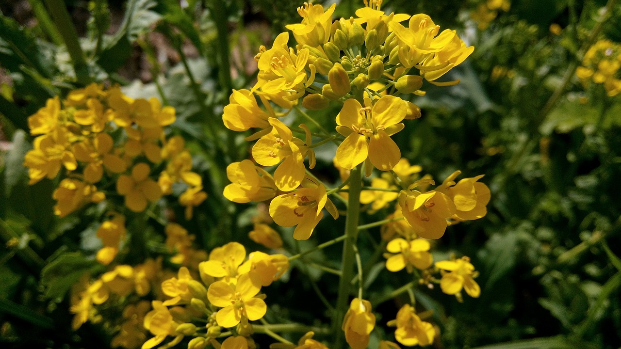 flowers yellow plants free photo