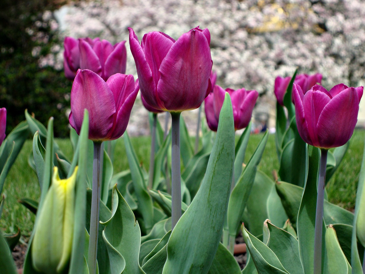 flowers tulips beauty free photo