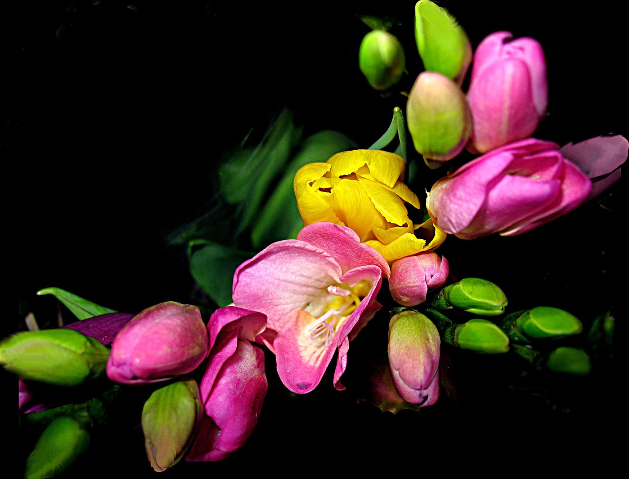 flowers tulips motive free photo