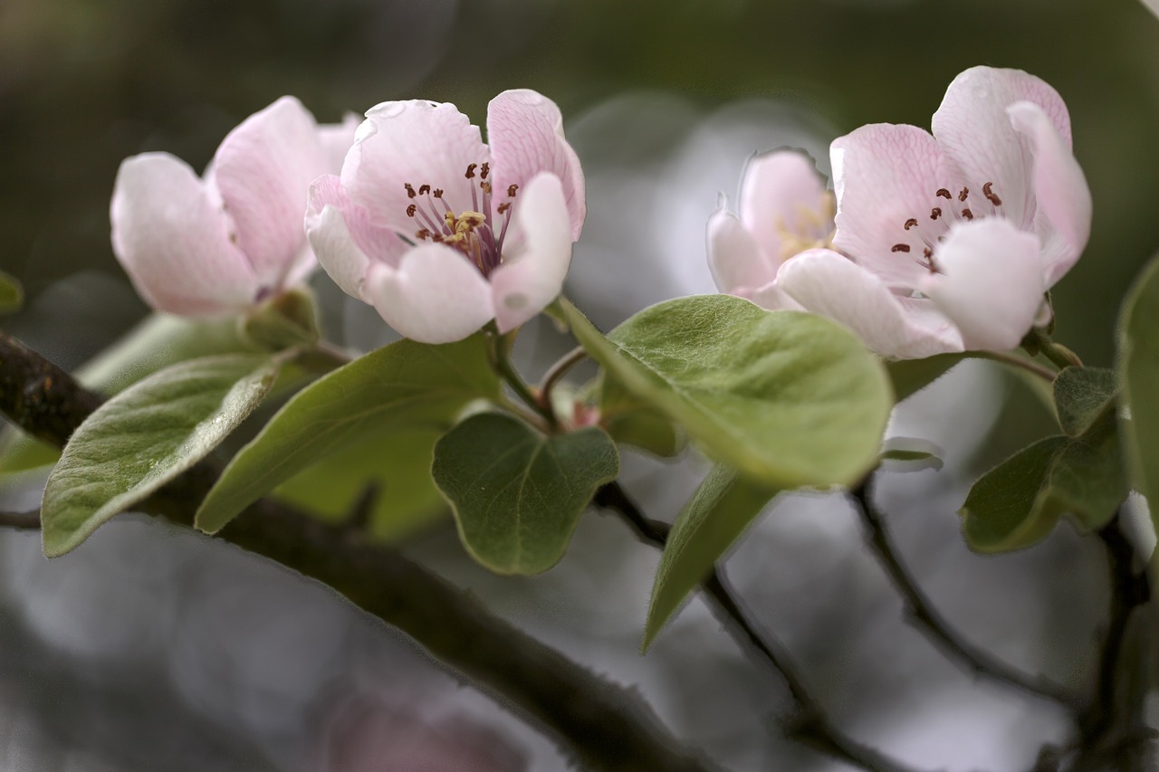 flowers spring quince free photo