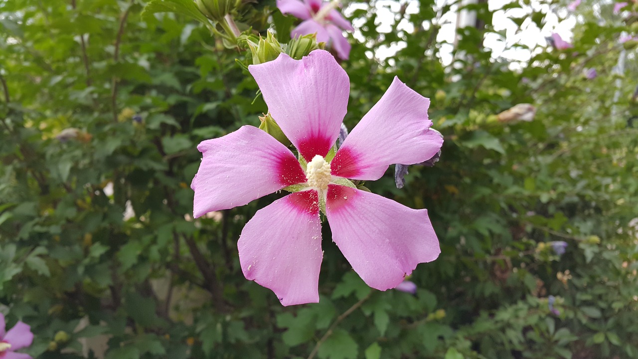 hollyhock flowers open free photo