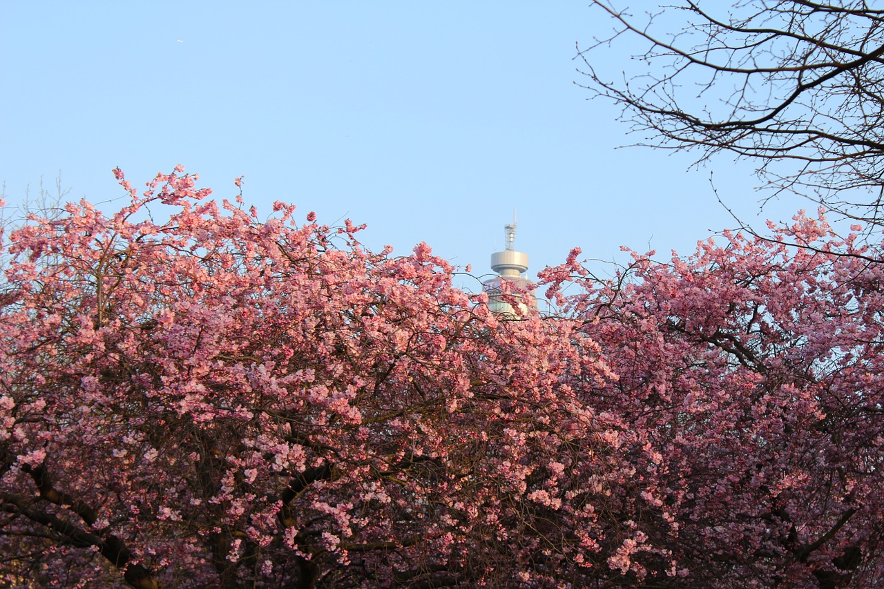 flowers cherry rosa free photo