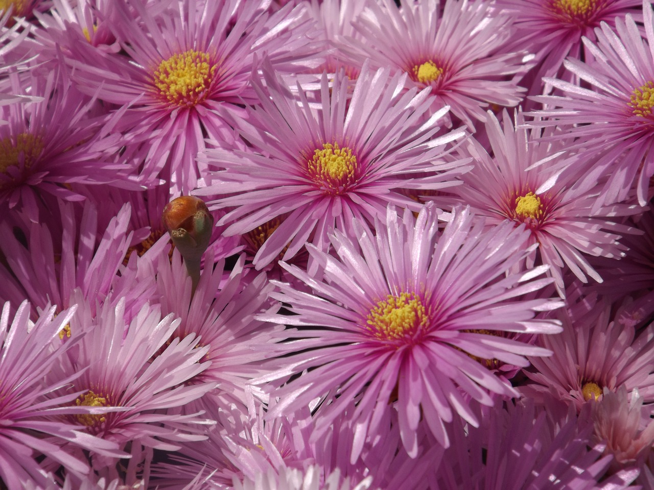 aster flowers rayitos free photo