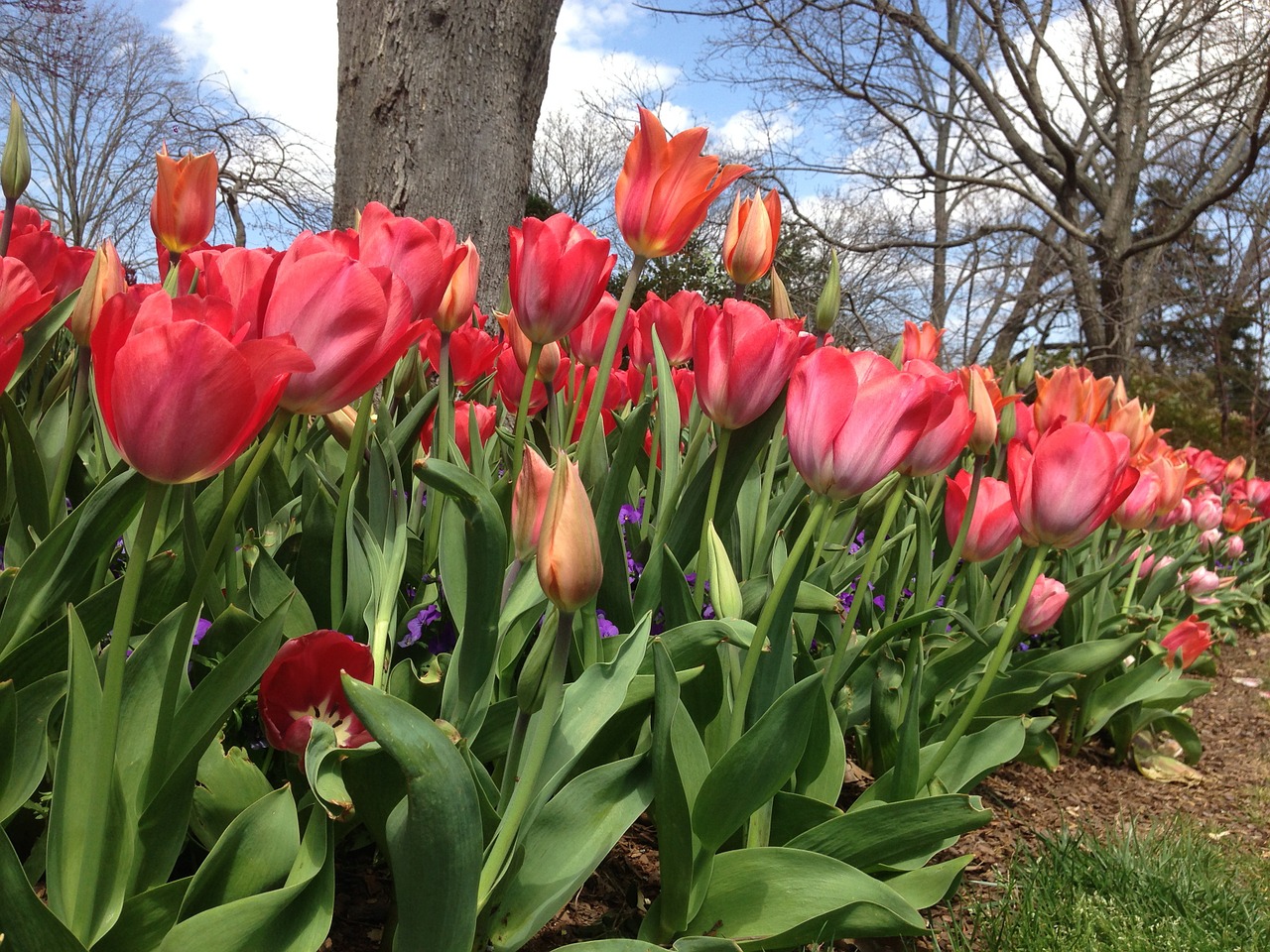 flowers tulips floral free photo