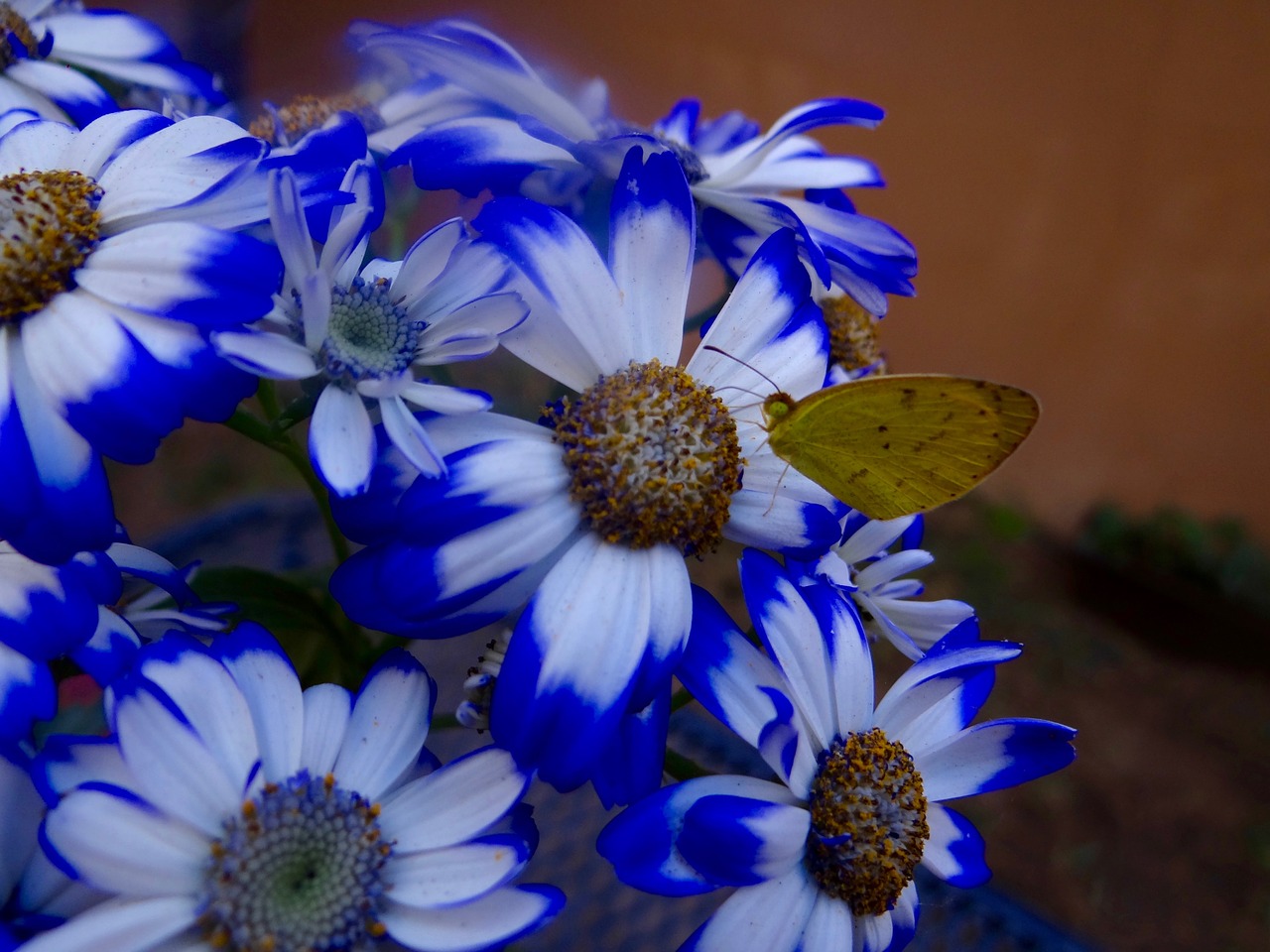 butterfly margaritas flowers free photo
