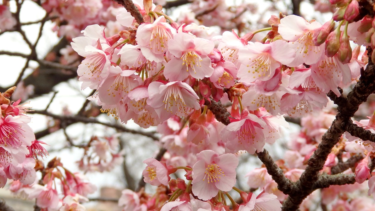 early spring flowers pink free photo