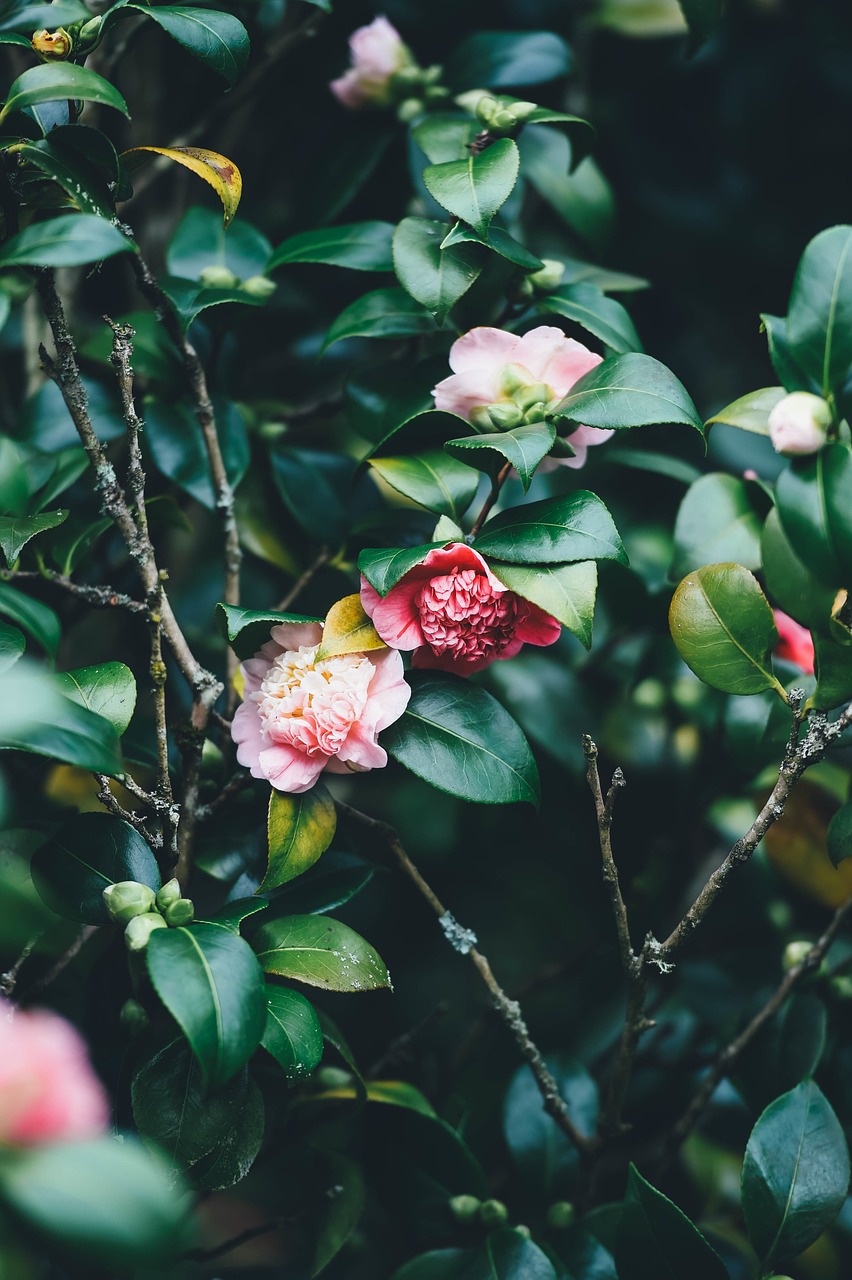 flowers blooming spring free photo