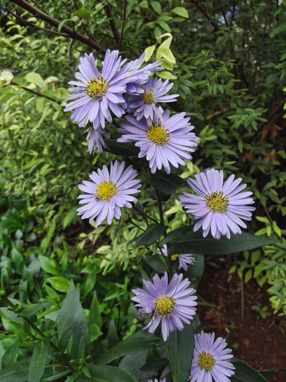 flowers nature purple free photo