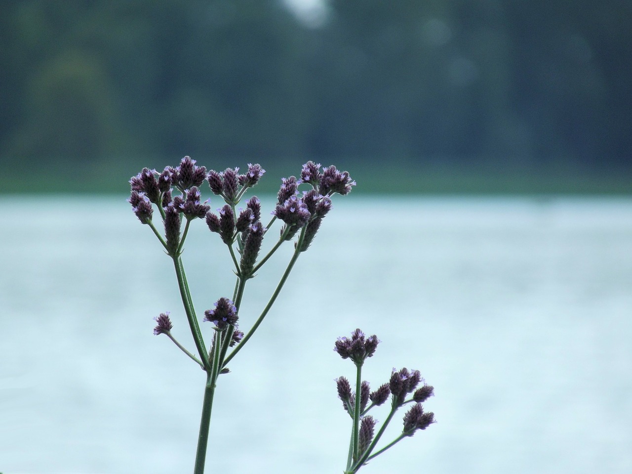 flowers flower water free photo