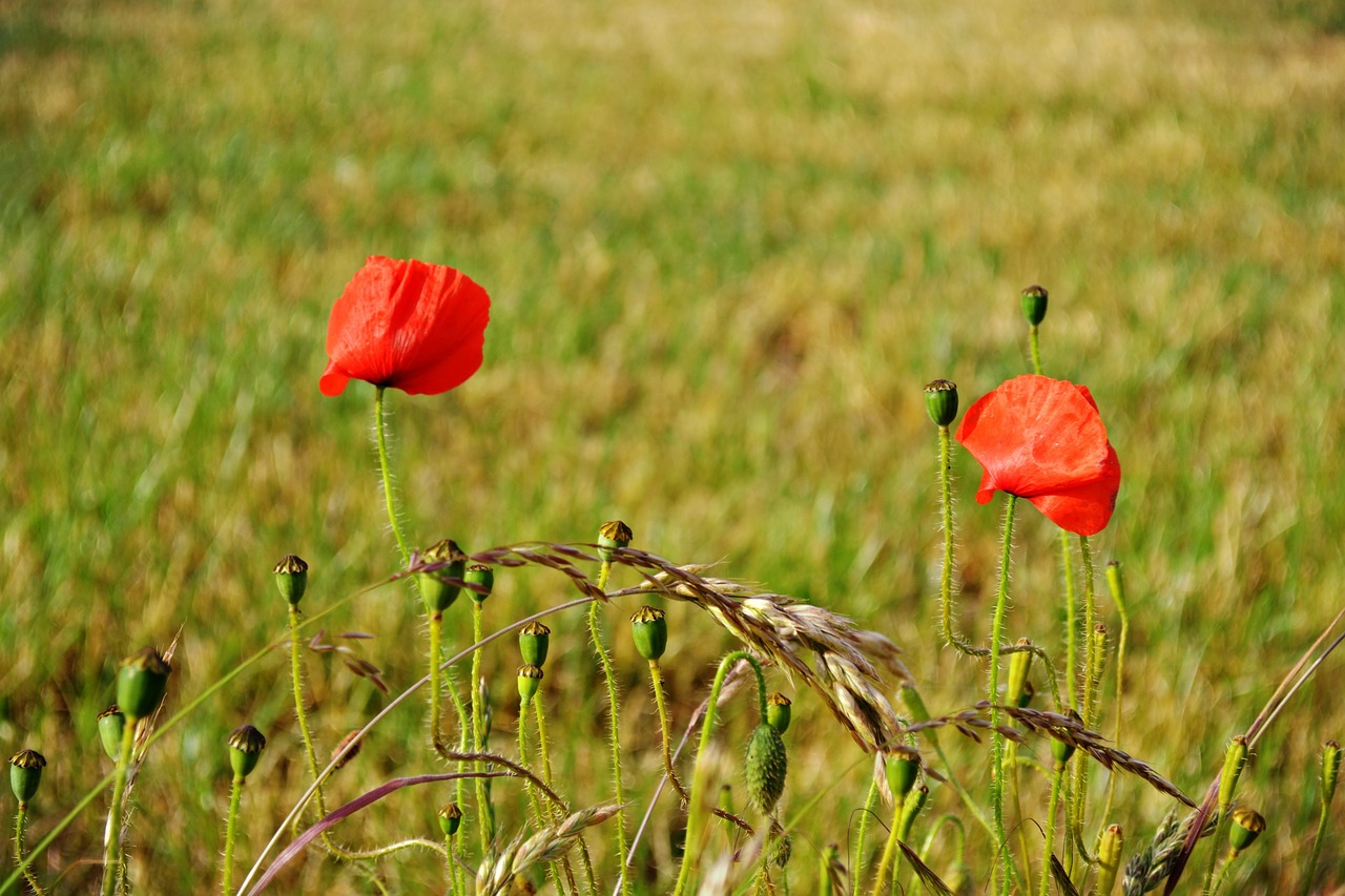 flowers poppies nature free photo