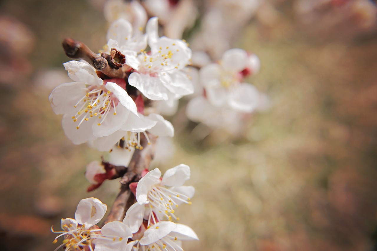 flowers macro white flowers free photo