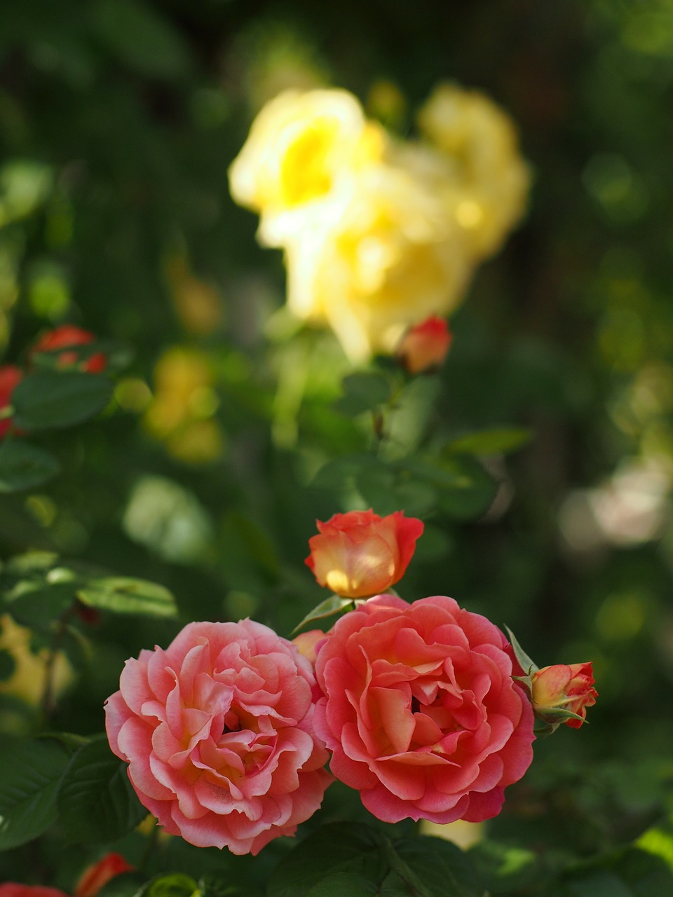 flowers red flowers spring free photo