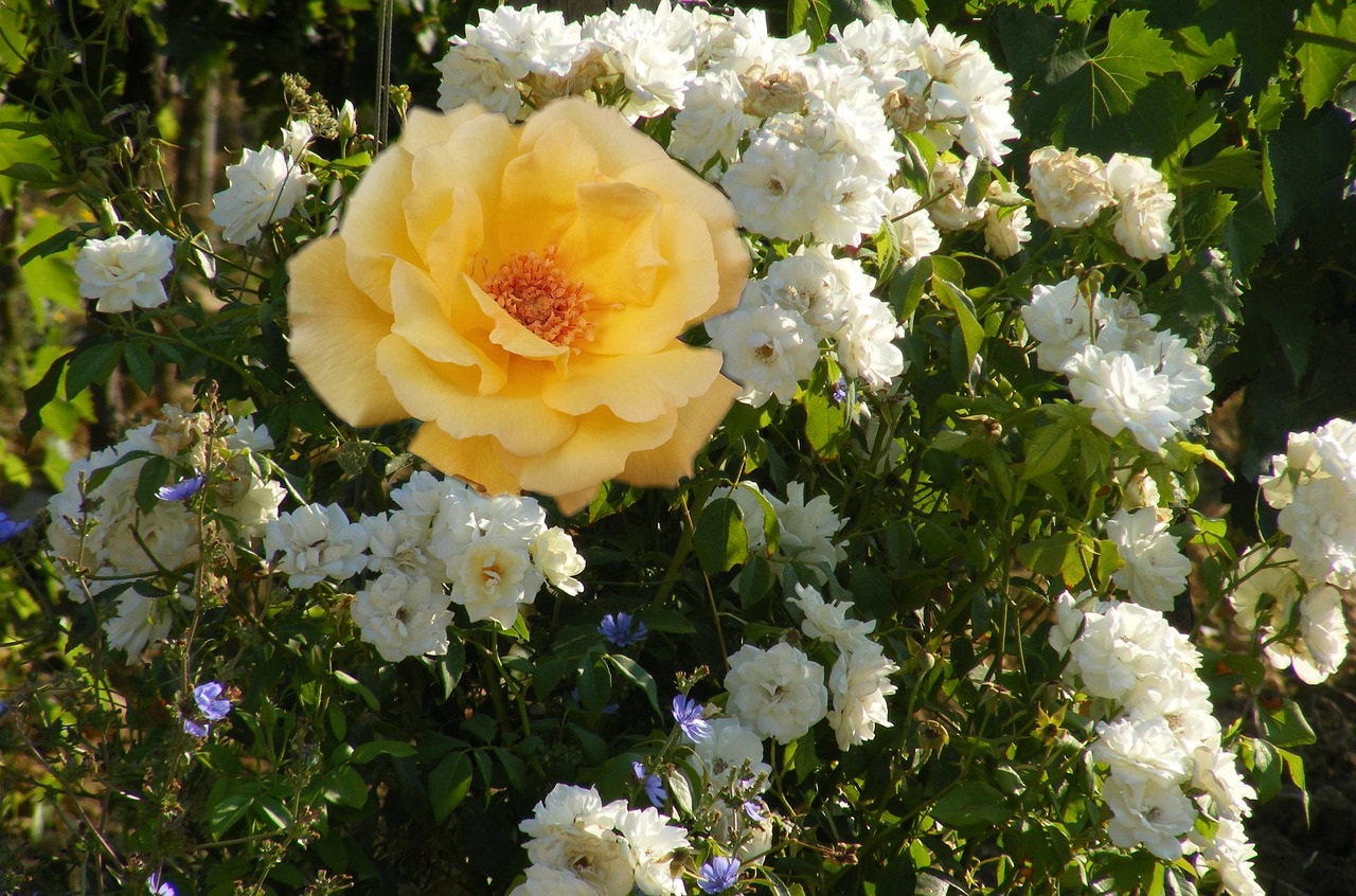 flowers yellow spring free photo