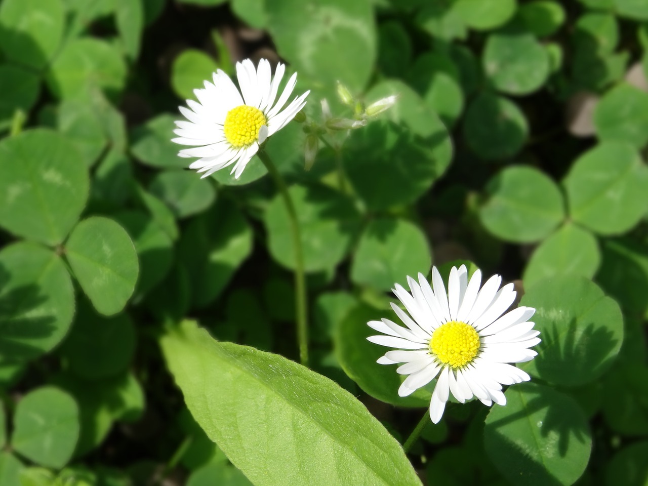 flowers daisies green free photo