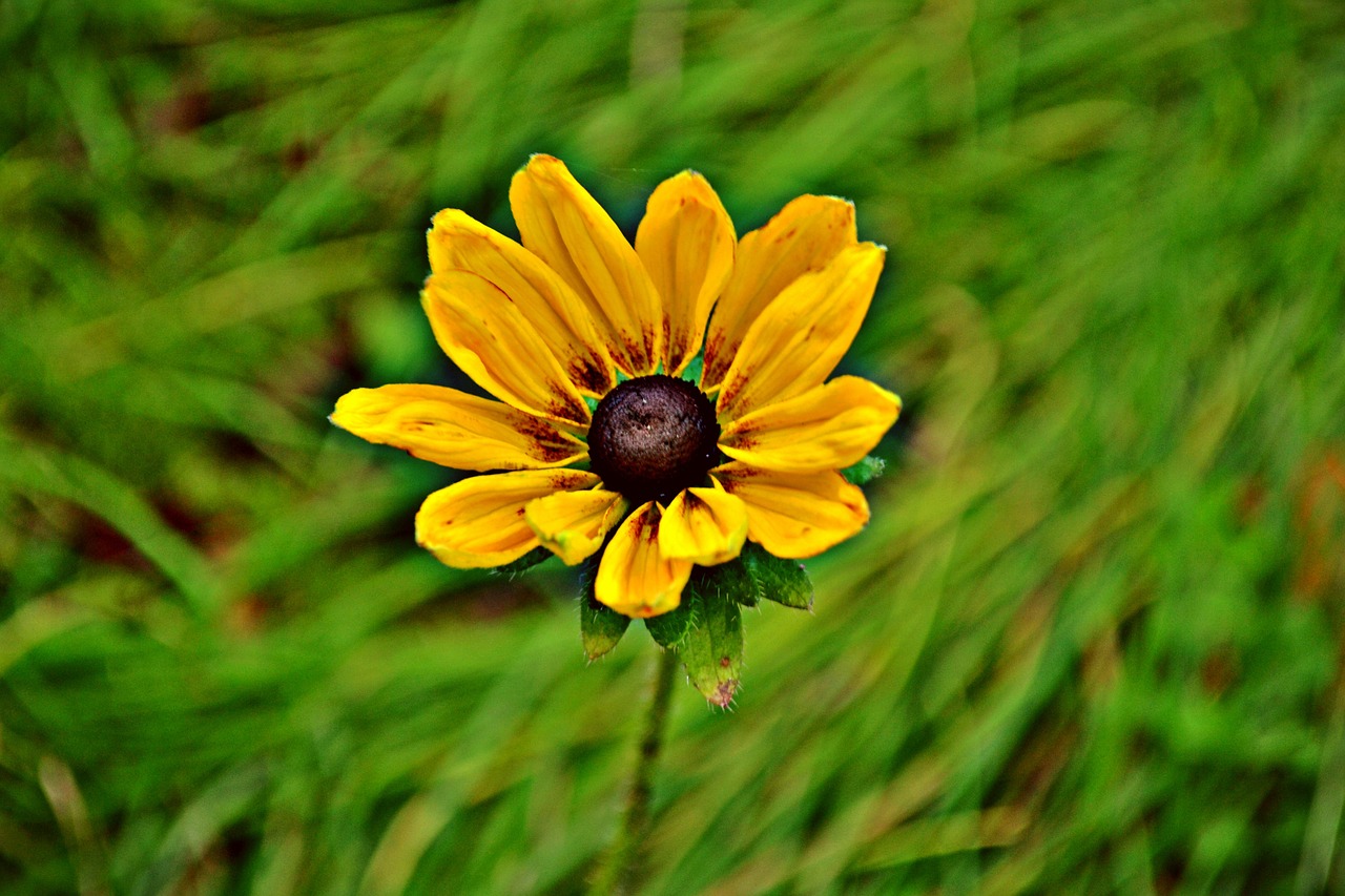 flowers sunflowers yellow flower free photo