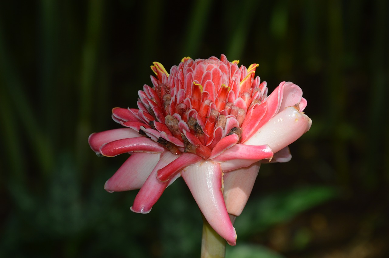 flowers nature macro free photo