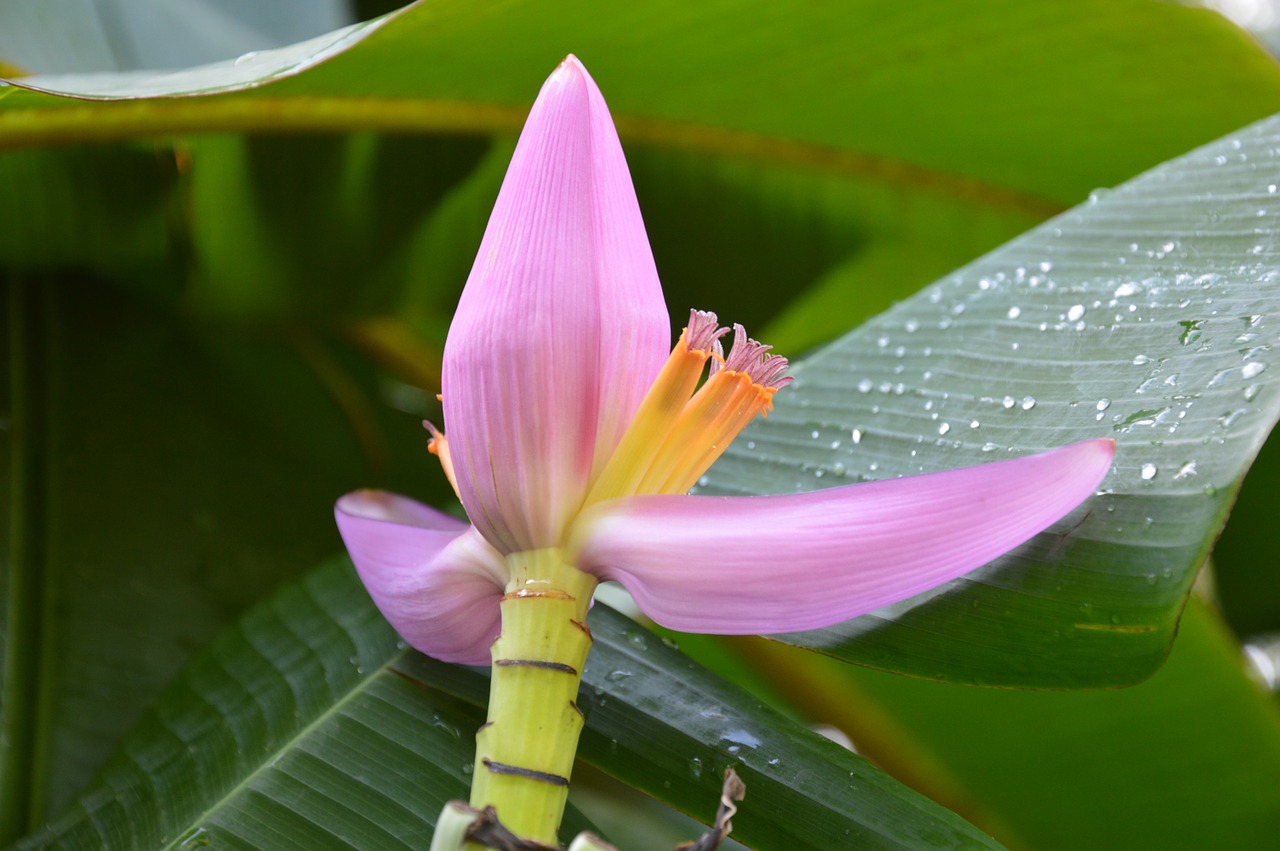 flowers banana leaves free photo