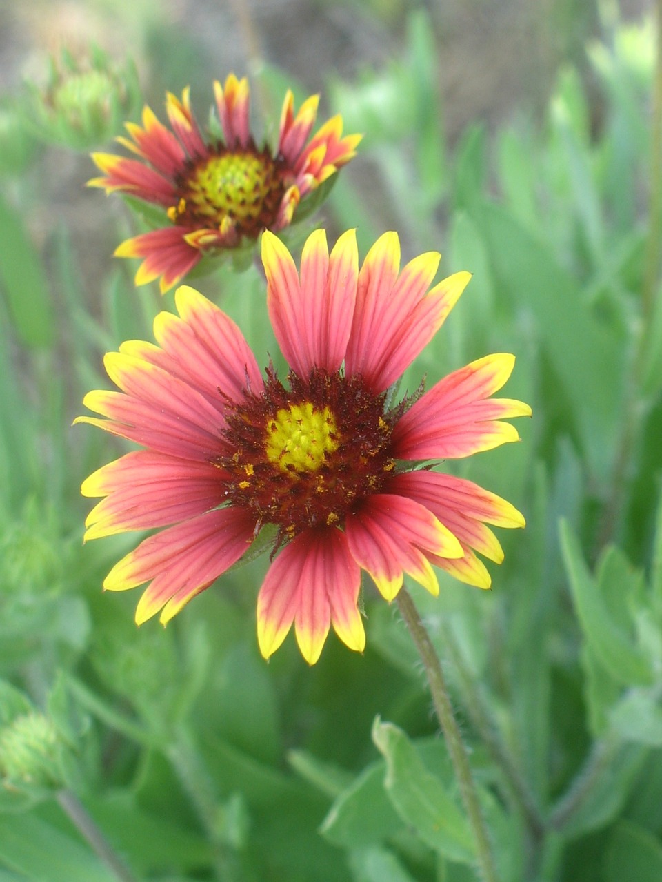 flowers red yellow free photo