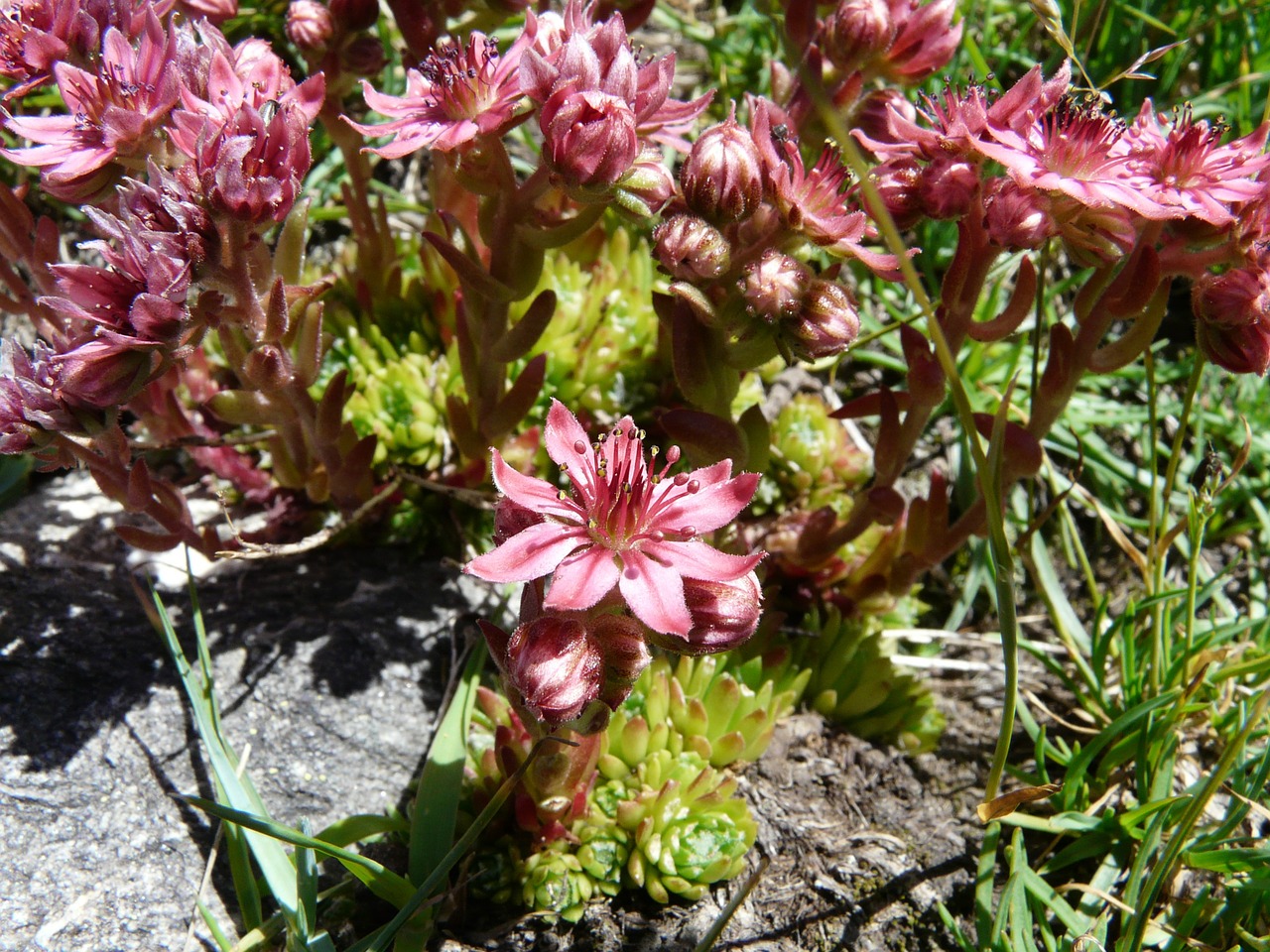 flowers wild nature free photo