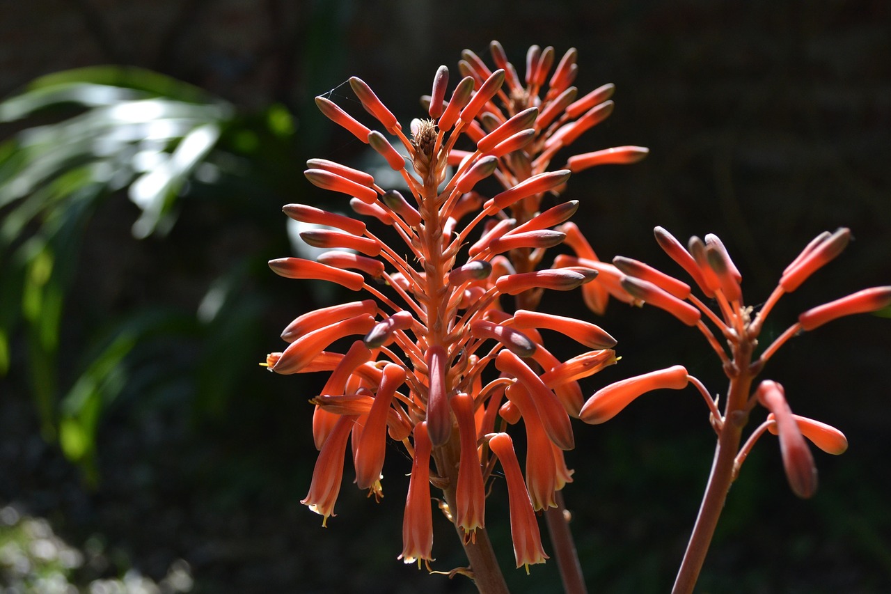 flowers aloe sun free photo