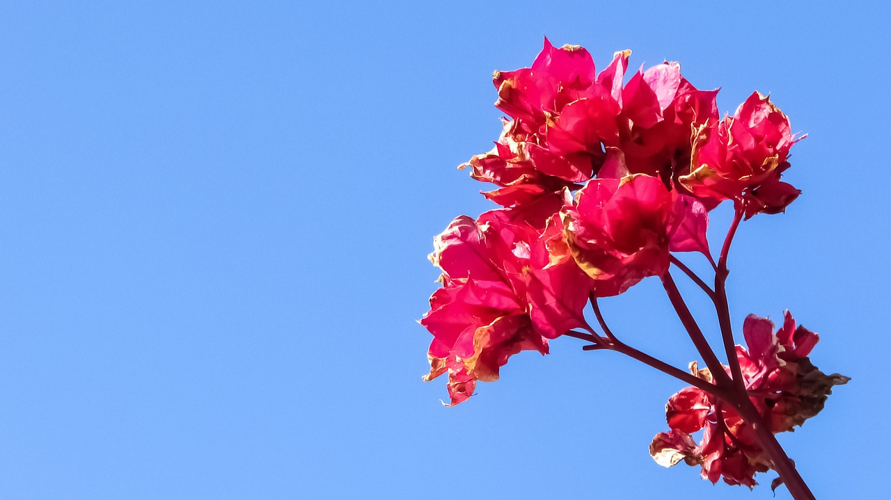 flowers pink colourful free photo