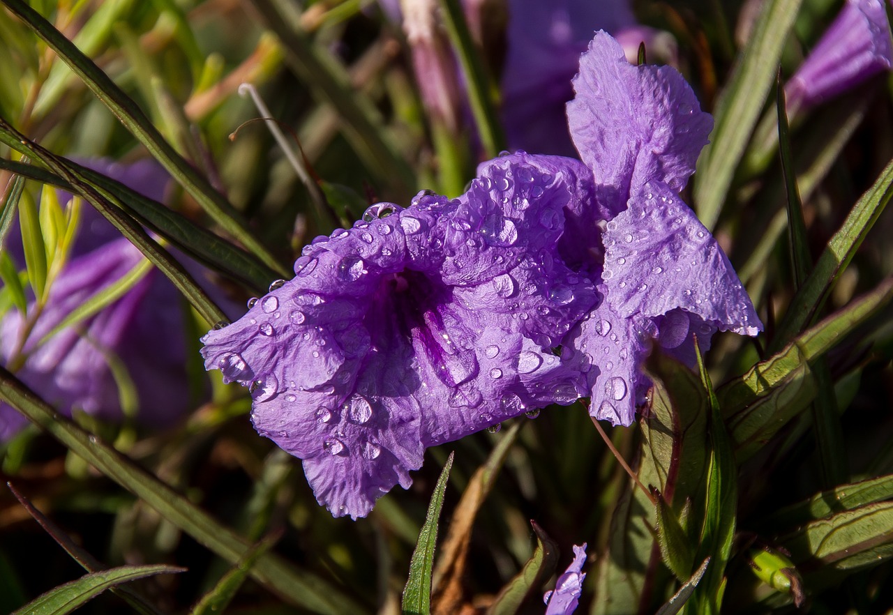 flowers blooms purple free photo