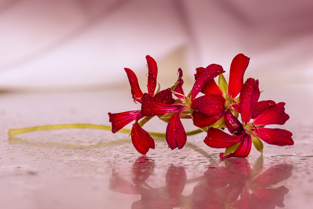 flowers red drops free photo