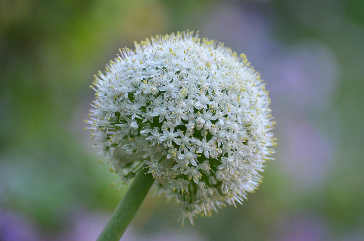 flowers summer gardens free photo