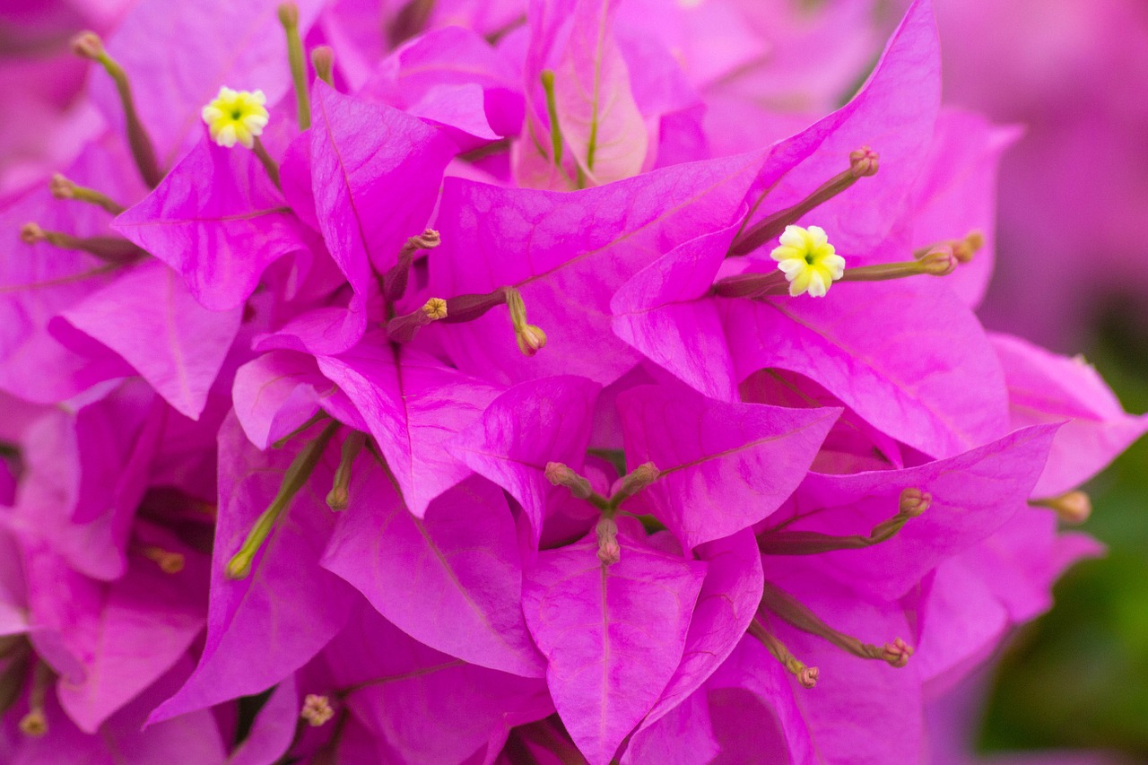 bougainvillea flowers pink free photo