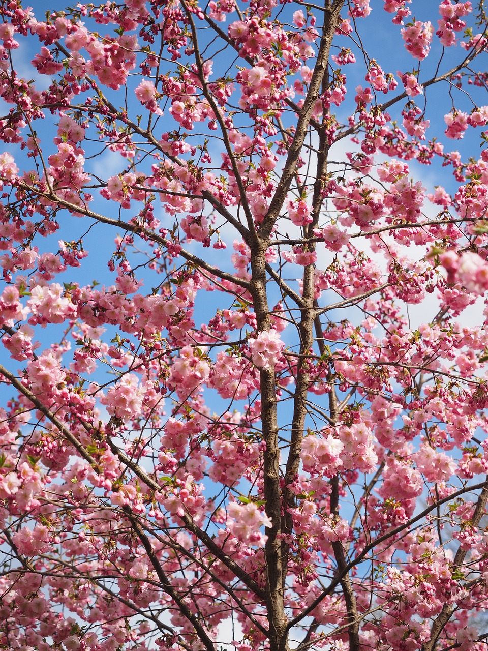 flowers pink tree free photo