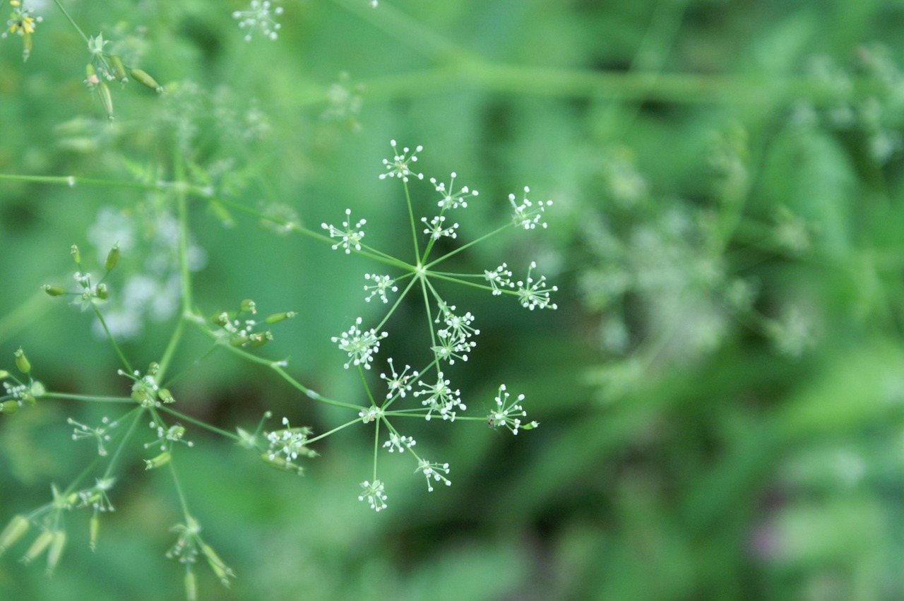 flowers green star free photo