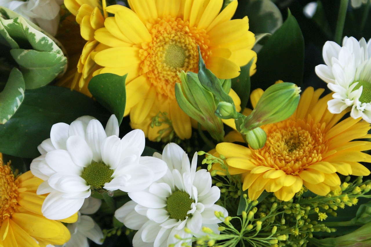 flowers yellow flowers white flowers free photo