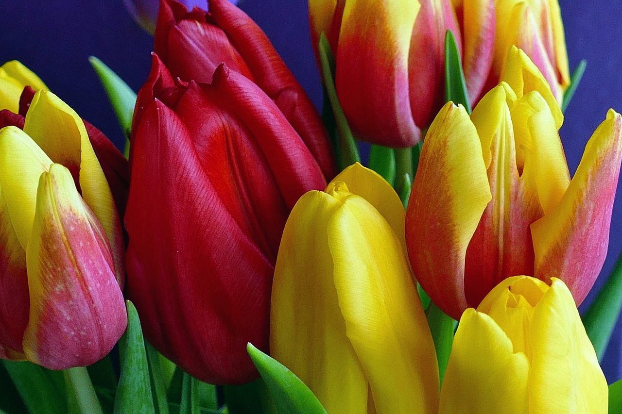 flowers tulips spring free photo