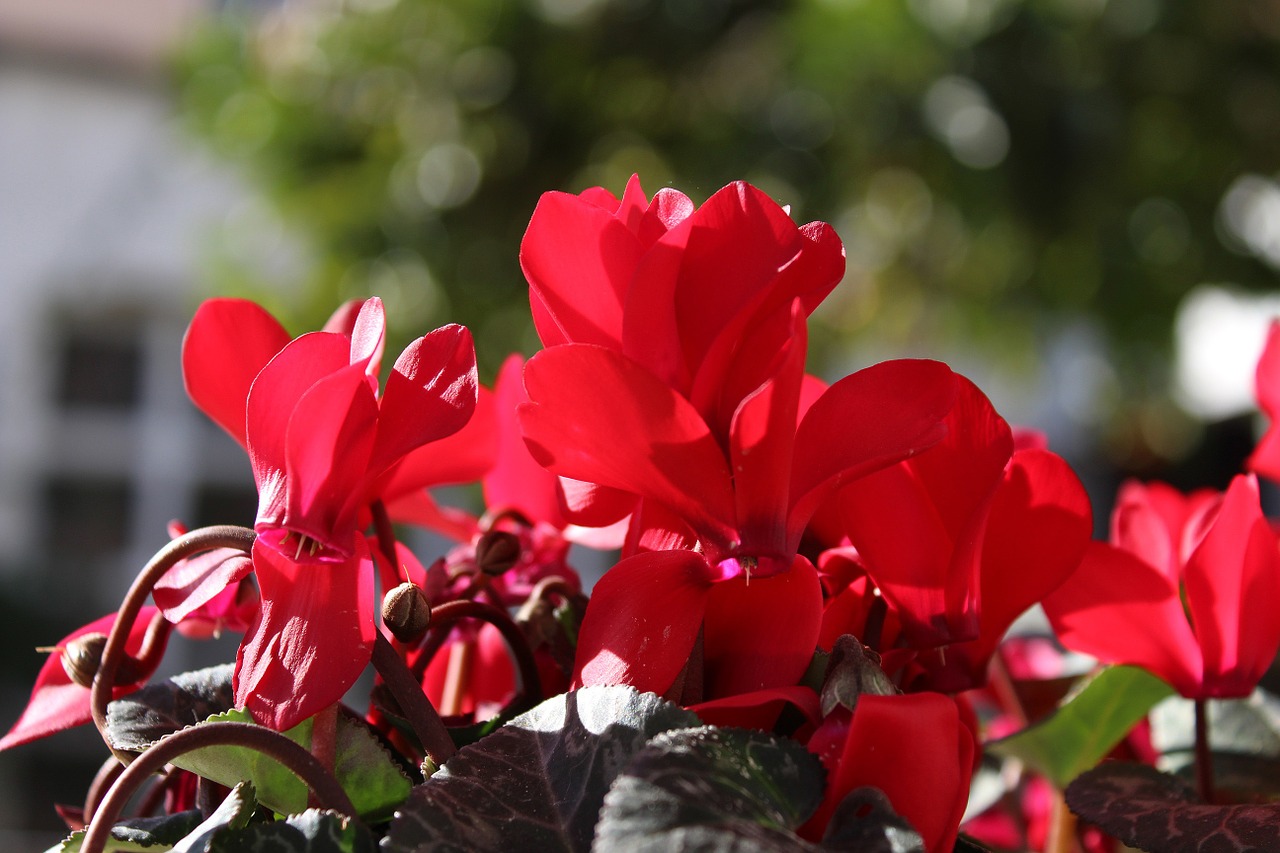 cyclamen red flowers free photo