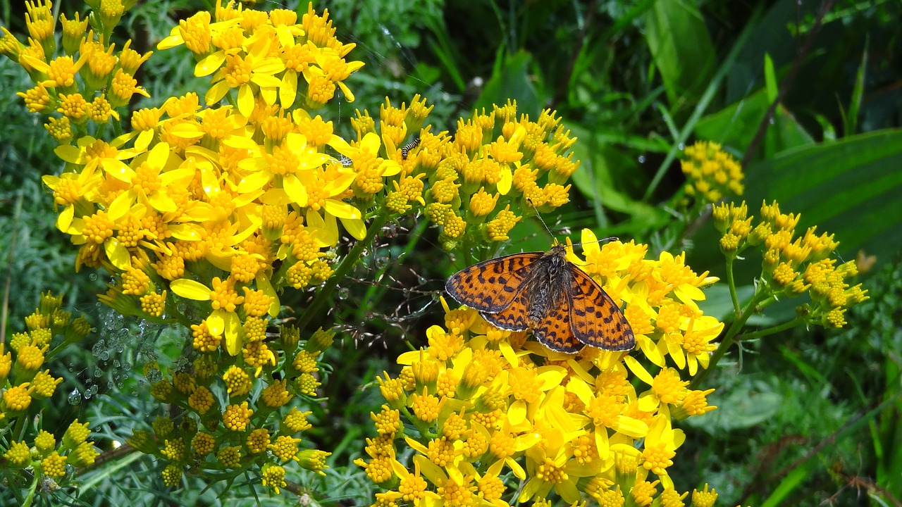 flowers butterfly nature free photo