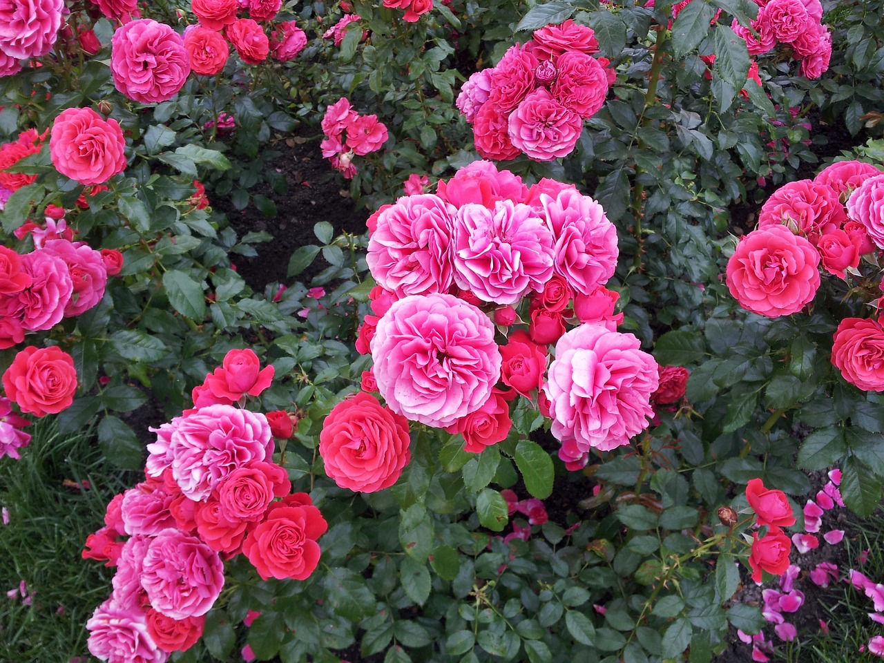 flowers rose pink rose free photo