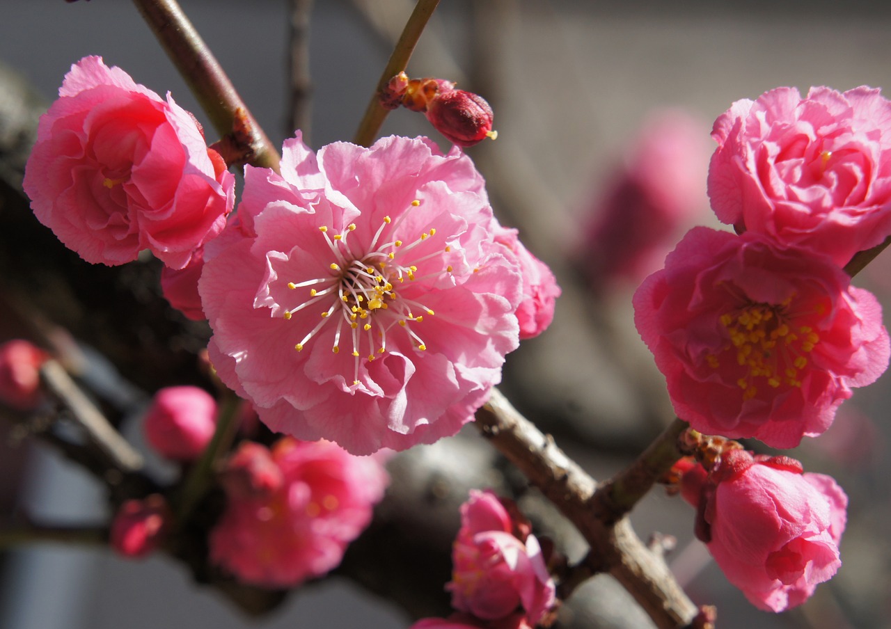 cherry blossom flowers spring free photo