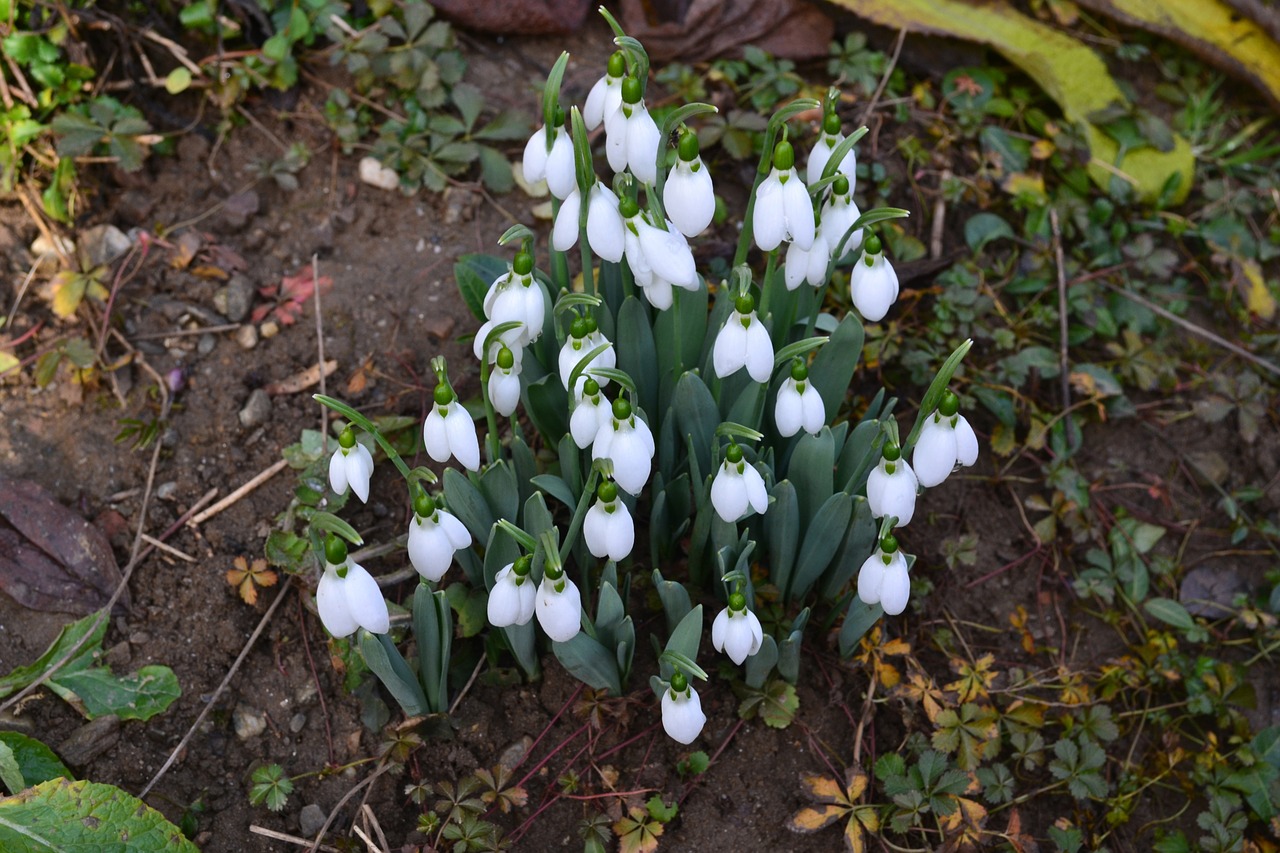 flowers snowdrops spring free photo